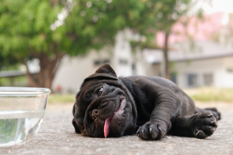 Kako pomoći psima na velikim vrućinama